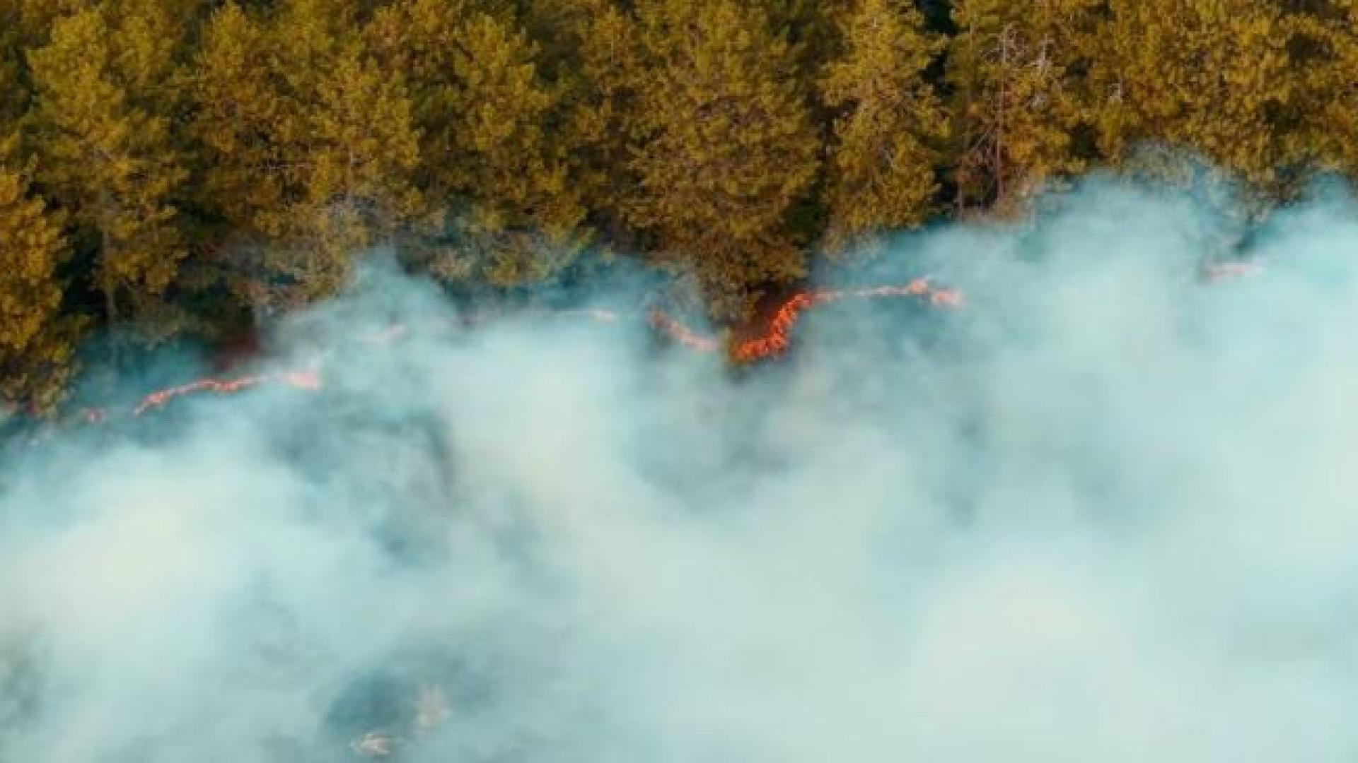 Над 10 хиляди декара смесена гора и лозови масиви бяха