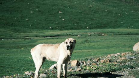 алабай куче