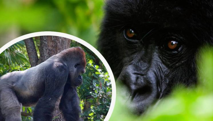 горили - РАЗМЕРЪТ НЯМА ЗНАЧЕНИЕ: Женските горили командорят мъжките