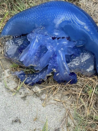 лилава медуза