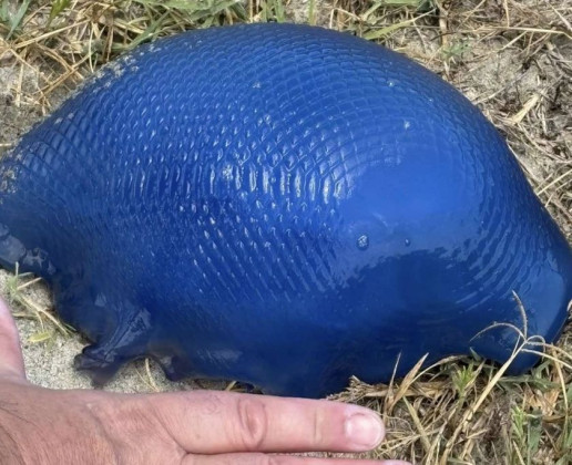 лилава медуза