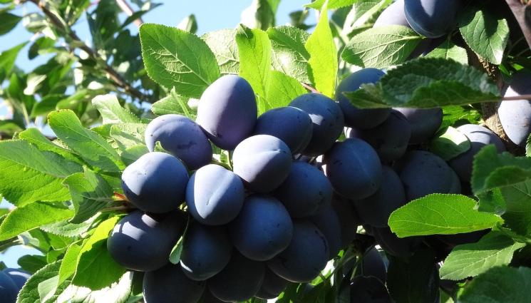 овошки - Агро Телеграф: Поливайте овошките и късната царевица