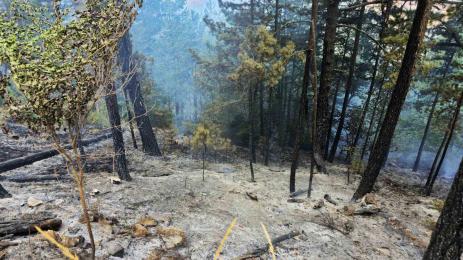 пожар пирин