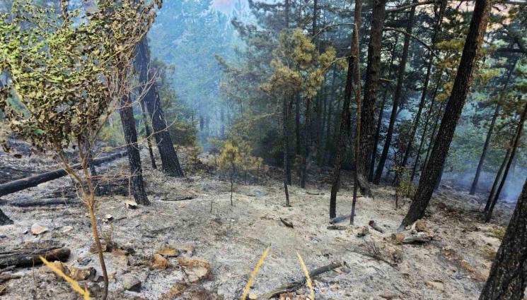 пожар пирин - Пожарът над Плоски „захапа“ иглолистни гори в НП „Пирин“!