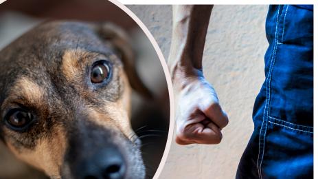 бой насилие куче