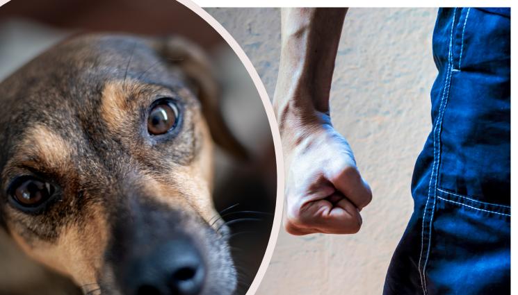 бой насилие куче - Задържаха перничанин за насилие над куче