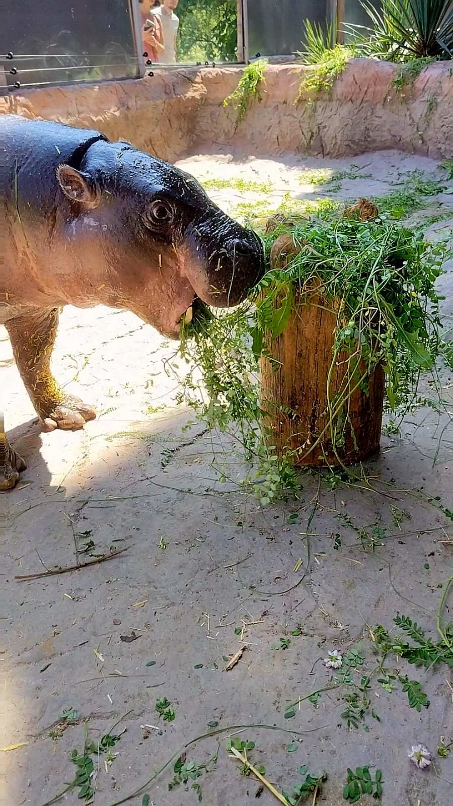 хипопотам зоо софия