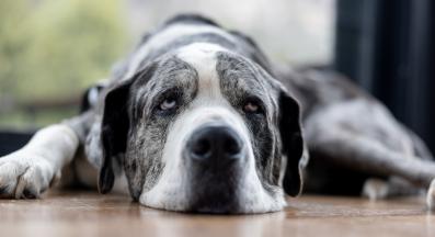 голямо куче