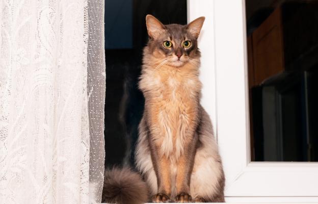 Породиста котка