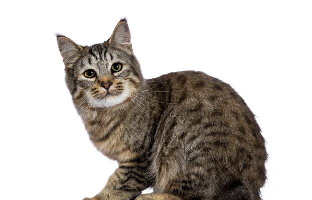 Породиста котка