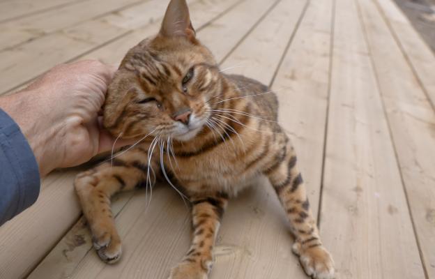 Породиста котка