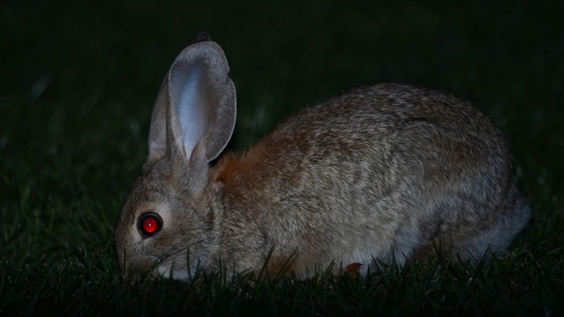 Зайци Франкенщайн с ужасяващи черни шипове растящи от главите им се