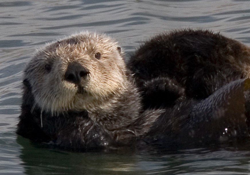 морска видра