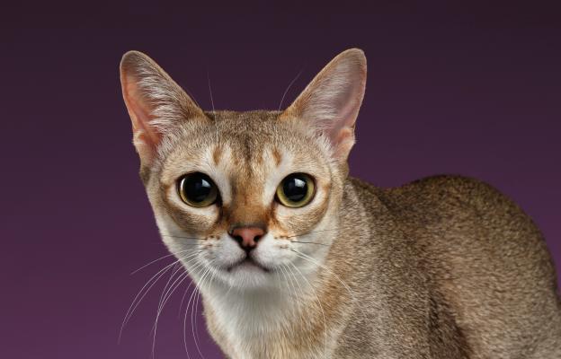 Сингапурска котка