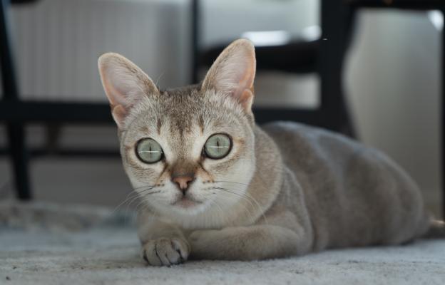 Сингапурска котка