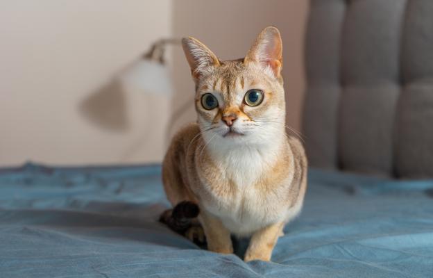 Сингапурска котка