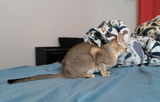 Сингапурска котка