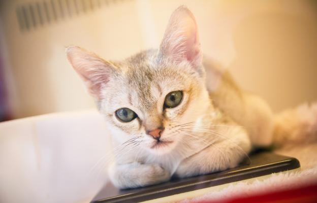 Сингапурска котка