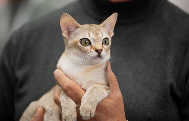 Сингапурска котка