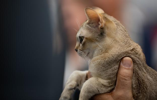 Сингапурска котка