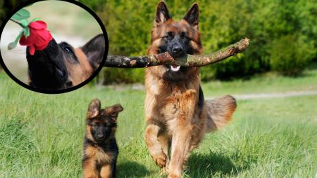 немска овчарка