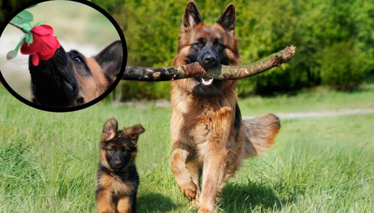 немска овчарка - Немската овчарка - интелигентна и работоспособна!