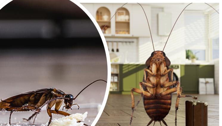 летяща американска хлебарка хлебарки - СТРАШНА НАПАСТ: Десетки хора сигнализираха за летящи хлебарки!