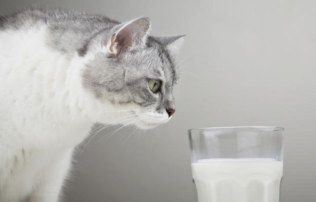 Котка и мляко