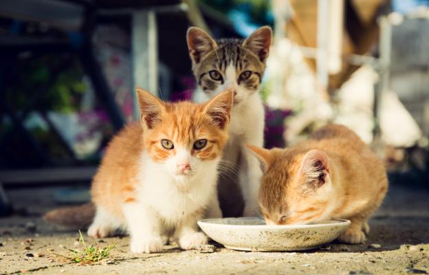 Котка и мляко