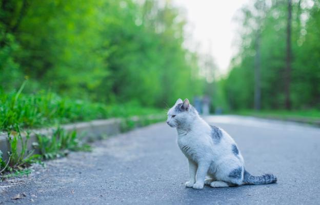 Котка и мляко