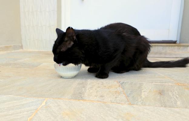 Котка и мляко