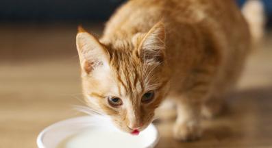 Котка и мляко