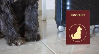 куче документи