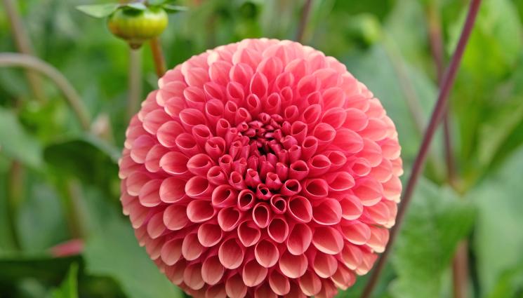 далия - Агро Телеграф: Прищипете далията за повече цветове!