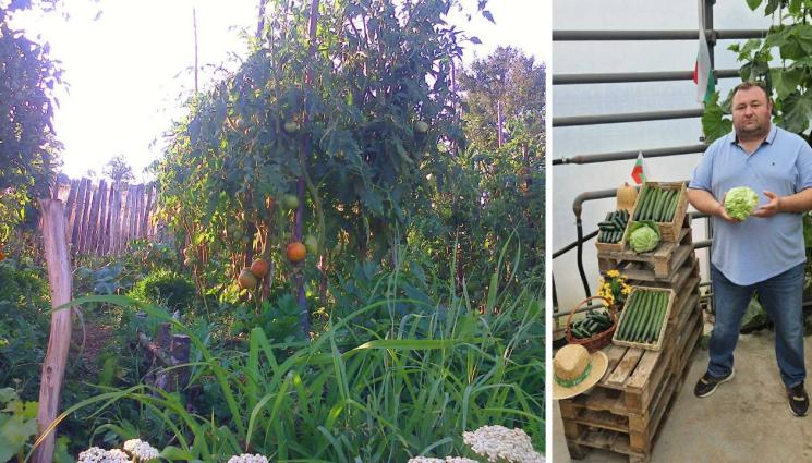 агро телеграф - Агро Телеграф: Феромони спират молеца да се множи по доматите