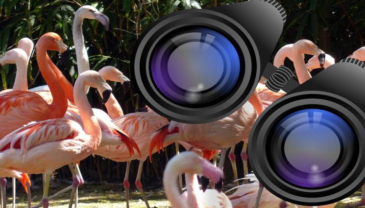 Розово фламинго - ПЪЛНО БЕЗХАБЕРИЕ: Мизерия на Атанасовското езеро! (СНИМКИ)