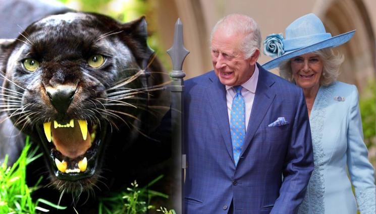 Чарлз - СПУКАНА ИМ Е РАБОТАТА: Черна пантера дебне имението на Чарлз и Камила!