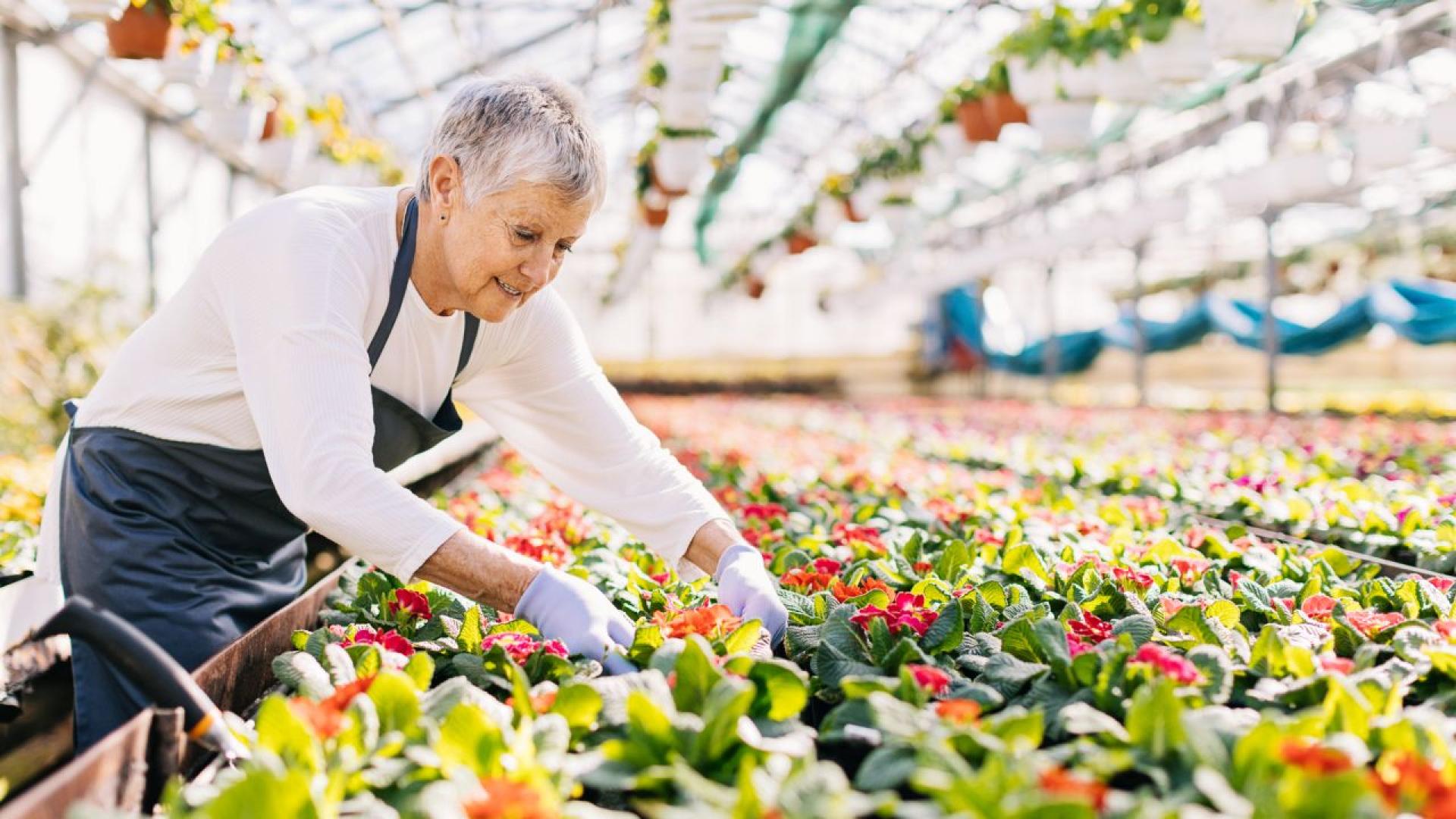 Работещите пенсионери у нас са около 17 от всички които