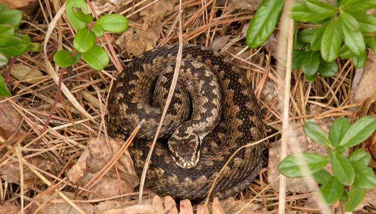 змия - НА ПОСТ: Усойници пазят замъка на цар Иван Шишман
