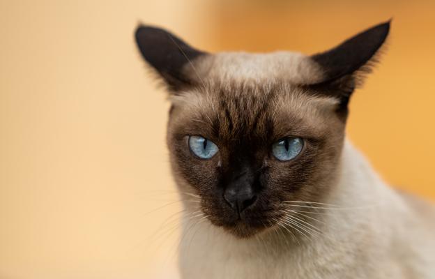 Тайска котка