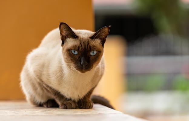 Тайска котка