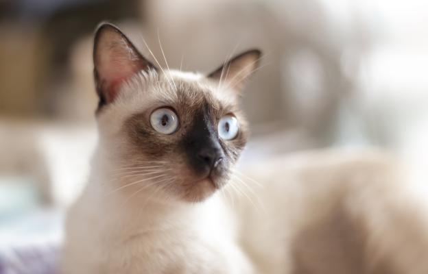 Тайска котка