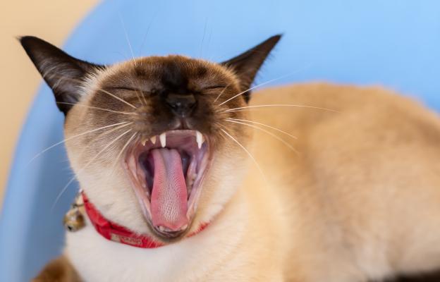 Тайска котка