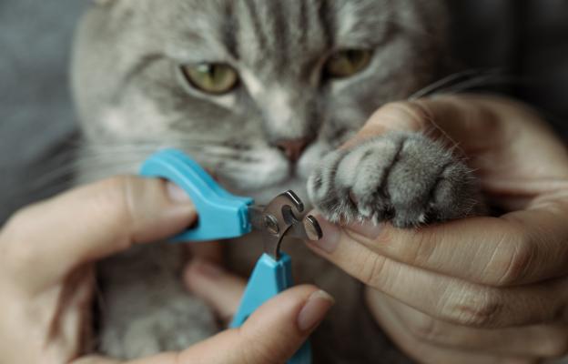 Изрязване на нокти на котка