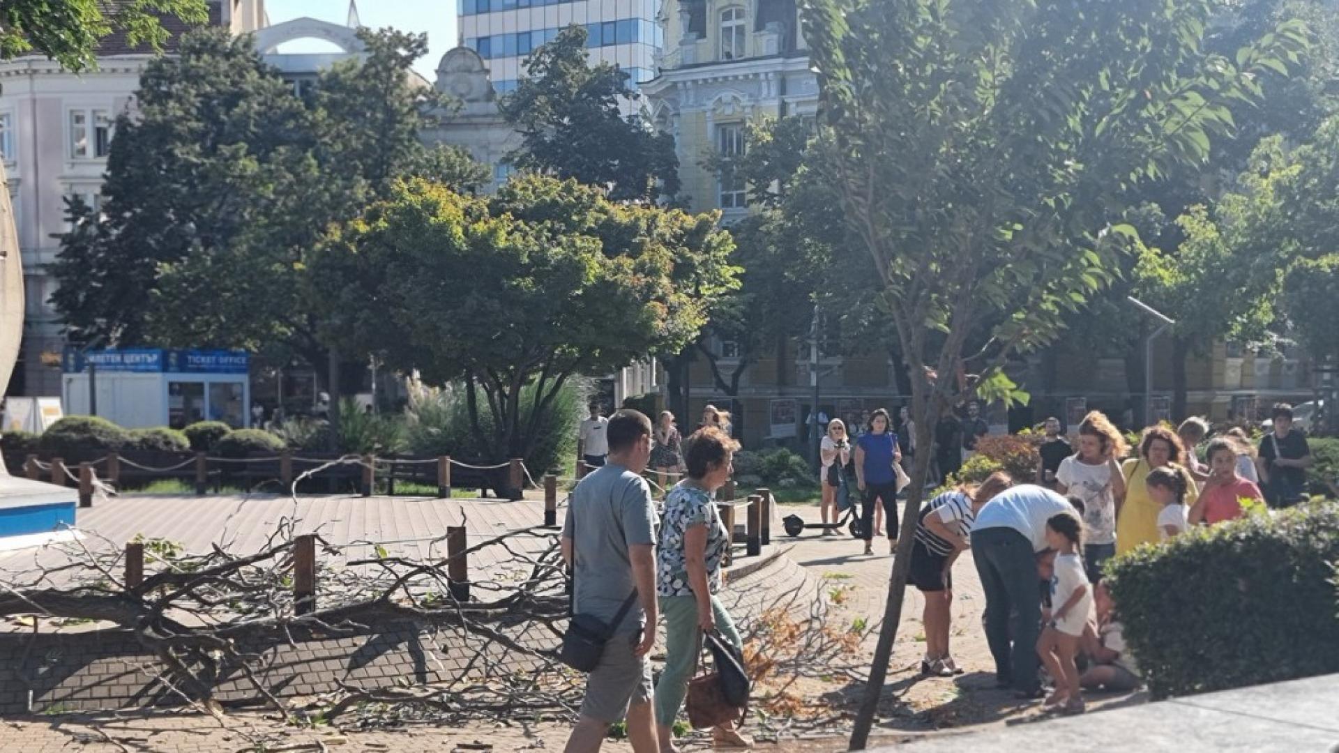 Клон на дърво падна върху дете в центъра на Бургас Дървото