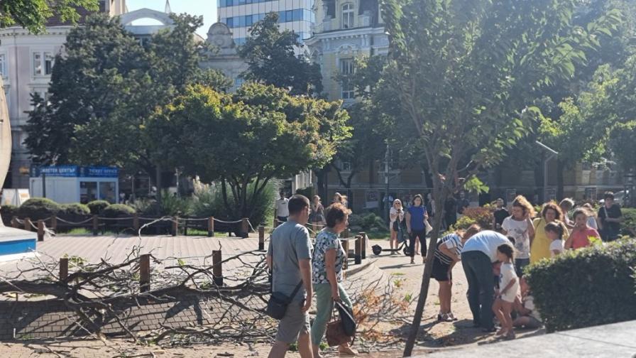 Клон падна върху дете в центъра на Бургас