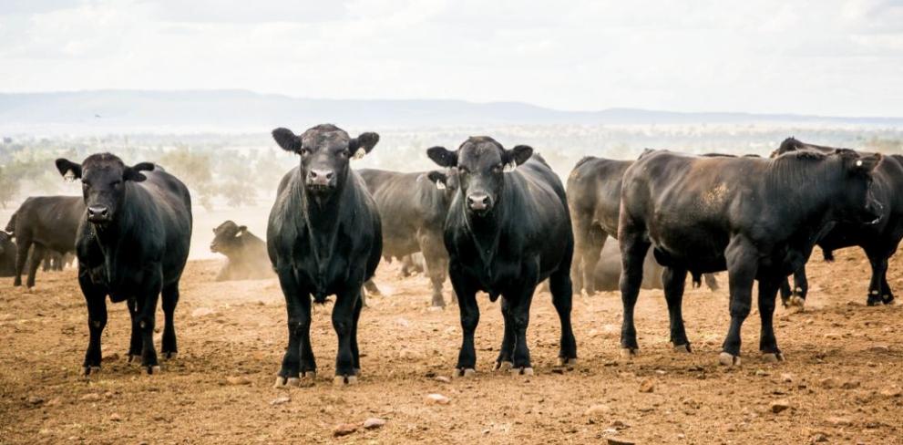 Пореден тежък инцидент с бивол в София. Животното се озовало