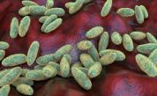 Бактерията Yersinia pestis, която причинява чума