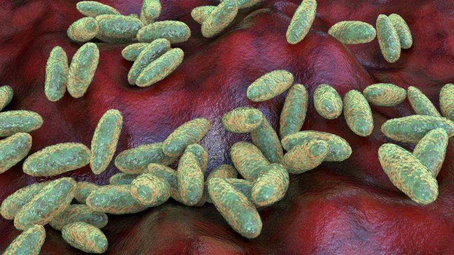 Бактерията Yersinia pestis, която причинява чума