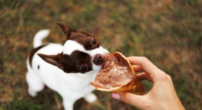 куче сладко